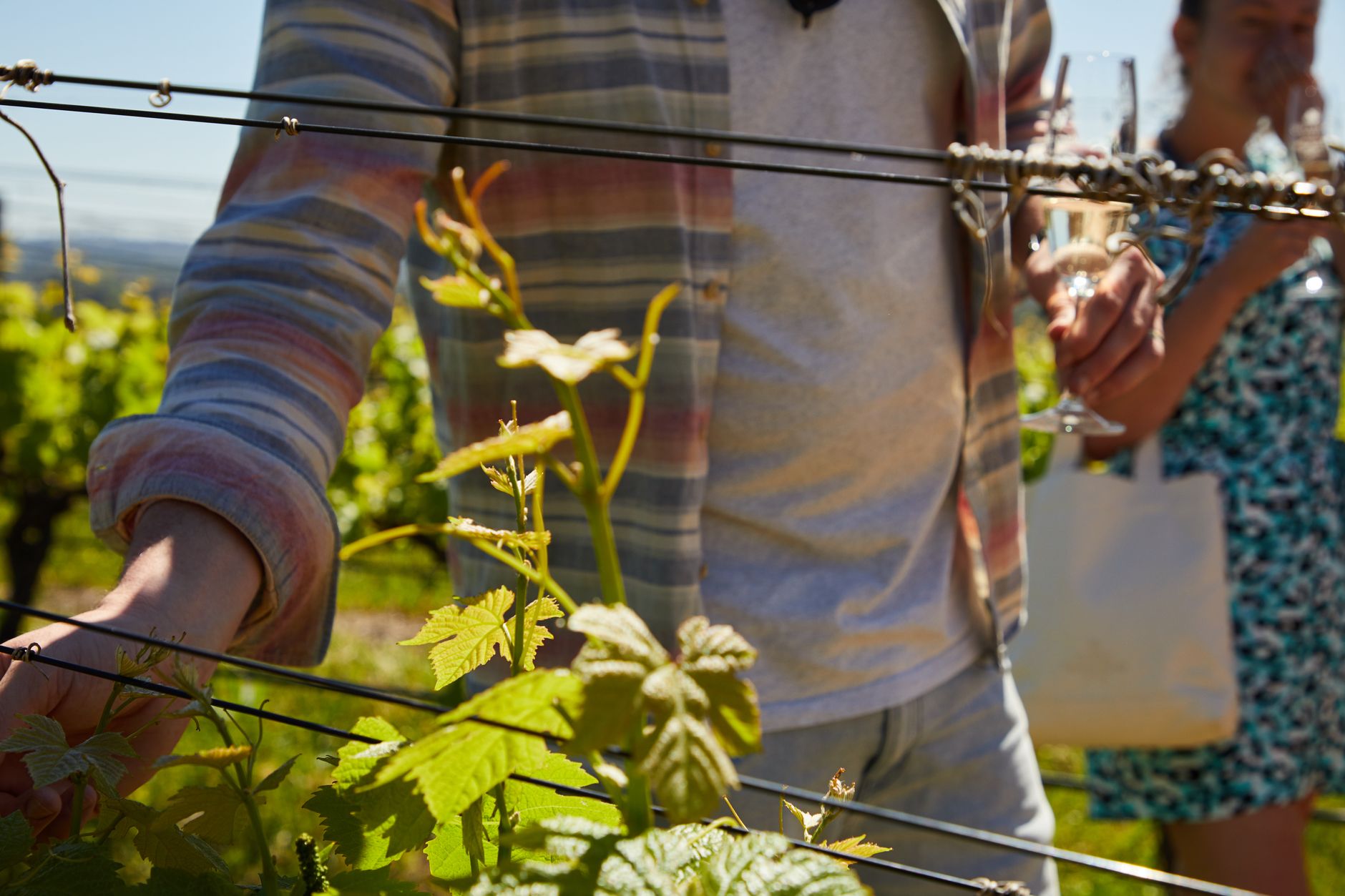 Guide accompagnant un groupe dans un vignoble en Provence