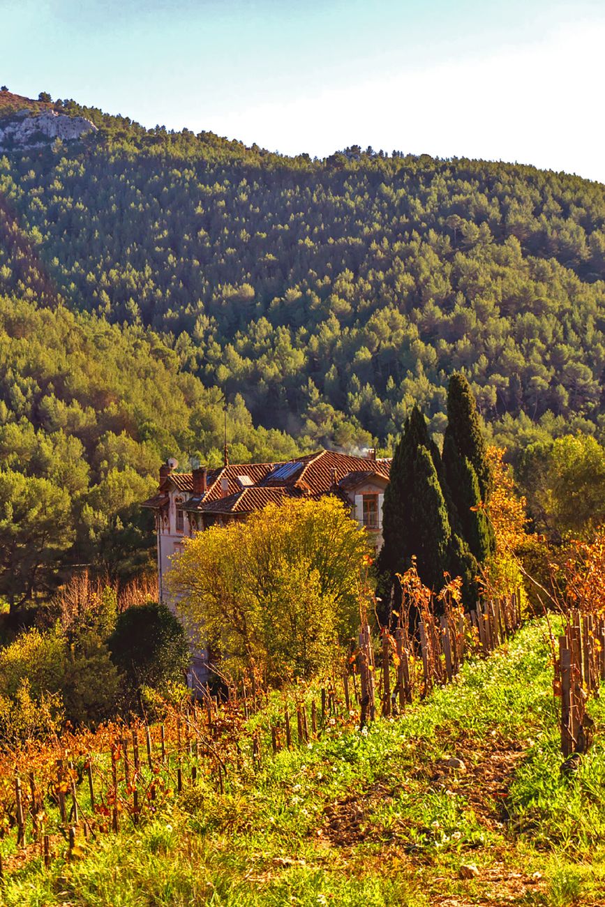 Château français et vignobles au coucher du soleil